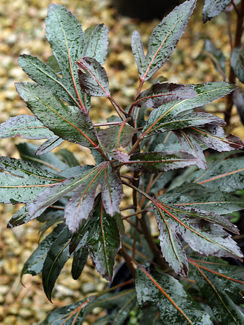 PSEUDOPANAX LESSONII 'MOA'S TOES'