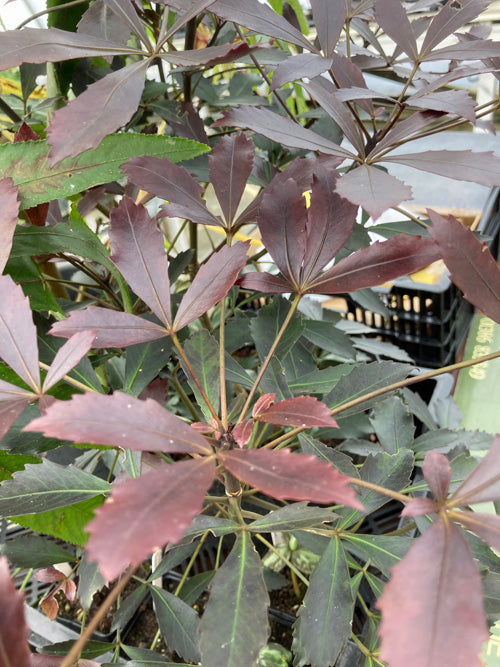PSEUDOPANAX LESSONII 'PURPUREUM'