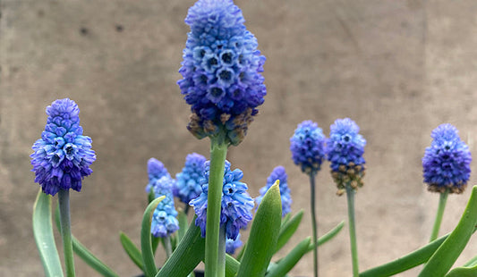 PSEUDOMUSCARI AZUREUM form C