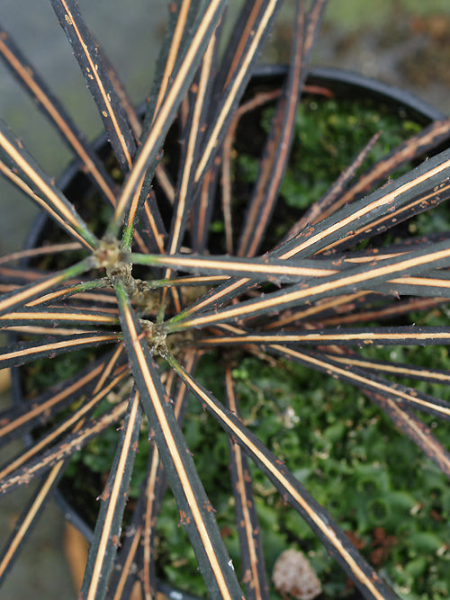 PSEUDOPANAX CRASSIFOLIUS