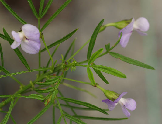 PSORALEA PINNATA