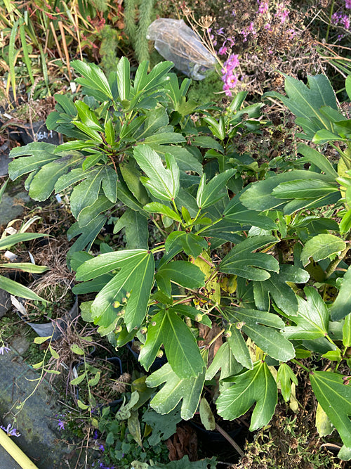 PSEUDOPANAX ADIANTIFOLIUS