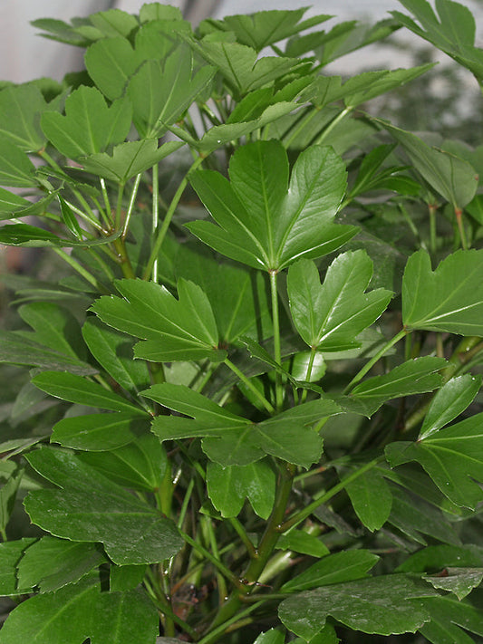 PSEUDOPANAX ADIANTIFOLIUS 'CYRIL WATSON'