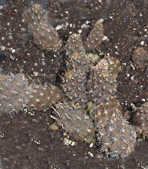 PTEROCACTUS HICKENII F&W 10240