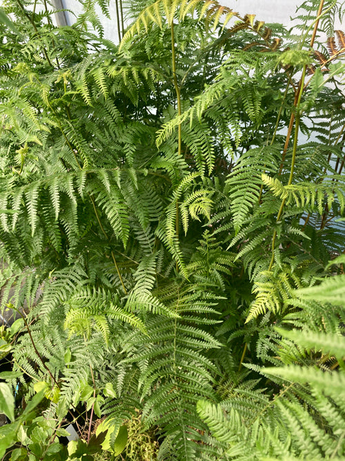 PTERIDIUM AQUILINUM