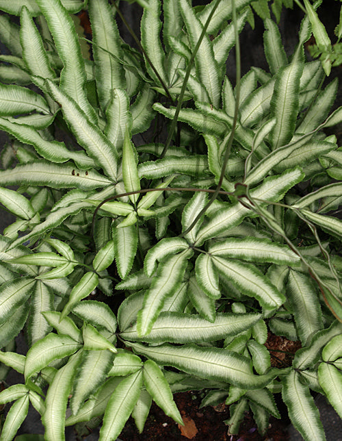PTERIS CRETICA var.ALBOLINEATA