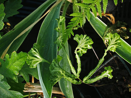 PTERIS CRETICA var.ALBOLINEATA cristate