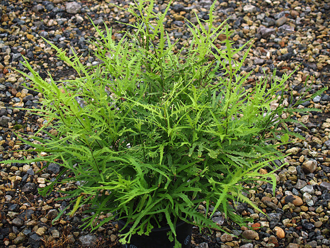 PTERIS CRETICA 'WIMSETTII'