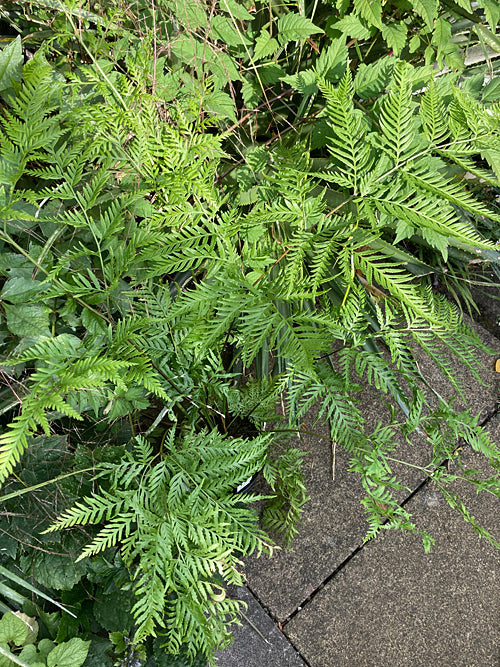 PTERIS Himalayan species