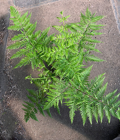 PTERIS TREMULA