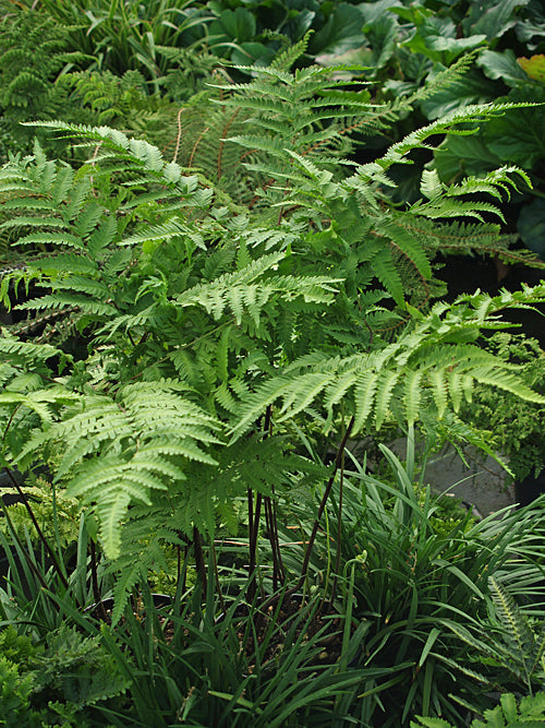 PTERIS WALLICHIANA