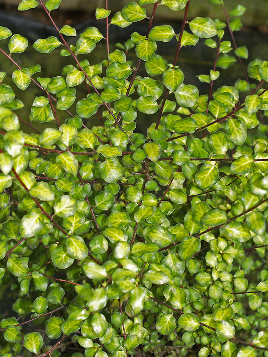 PITTOSPORUM TENUIFOLIUM 'TANDARA GOLD'