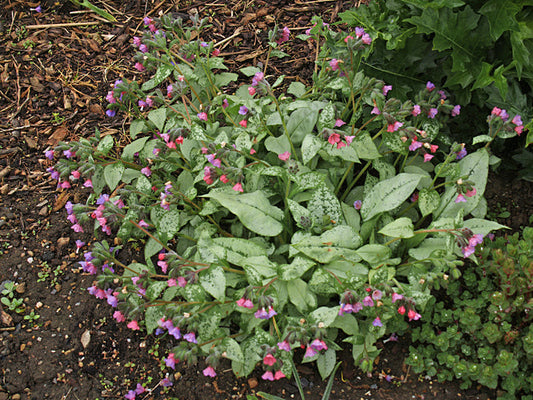 PULMONARIA 'BLAKE'S SILVER'
