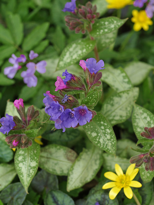 PULMONARIA SACCHARATA 'ARGENTEA'