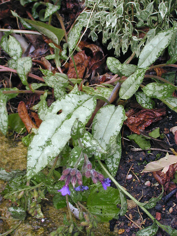 PULMONARIA 'SILVER MAID'