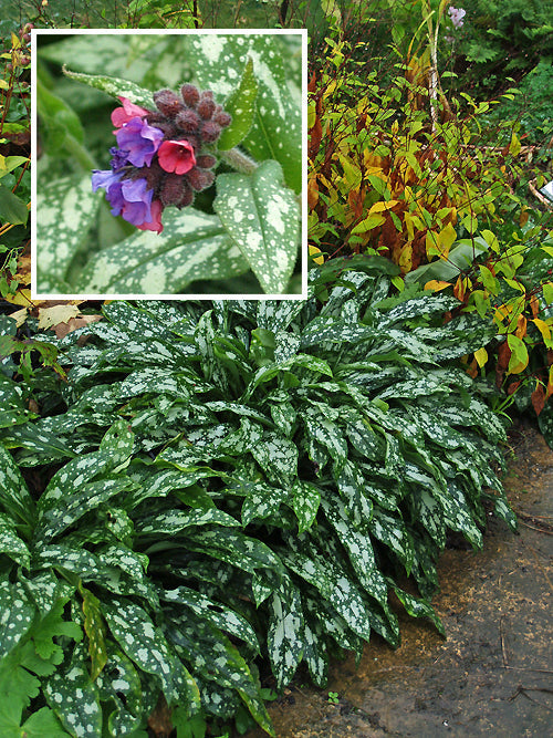 PULMONARIA LONGIFOLIA 'ANKUM'