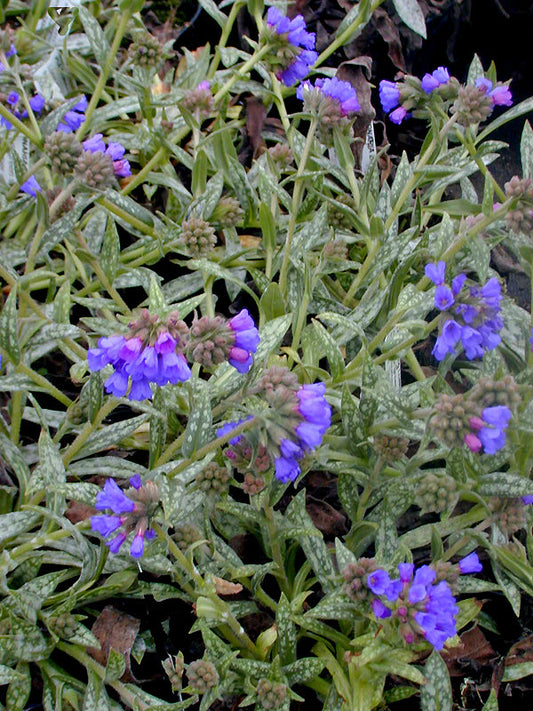 PULMONARIA LONGIFOLIA 'BERTRAM ANDERSON'