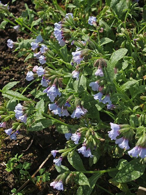 PULMONARIA OFFICINALIS 'BLUE MIST'