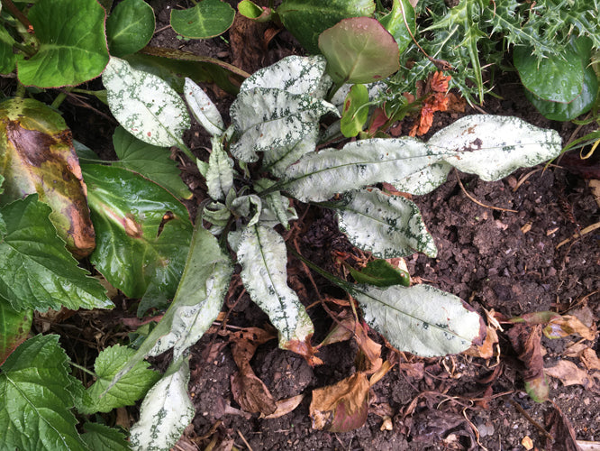 PULMONARIA 'BEST YET SILVER'