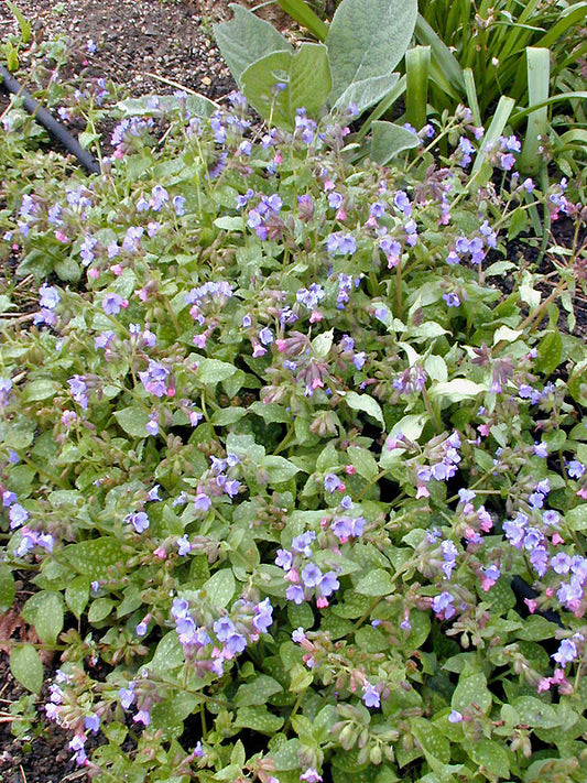 PULMONARIA OFFICINALIS 'CAMBRIDGE BLUE'