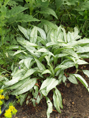 PULMONARIA 'COTTON COOL'