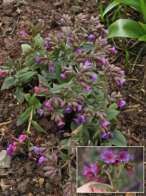 PULMONARIA 'CHRISTINE CARTER'
