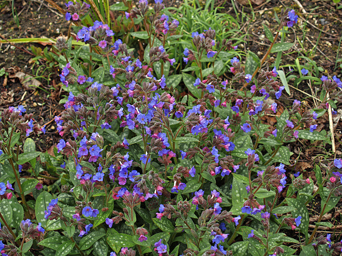 PULMONARIA seedling EE1