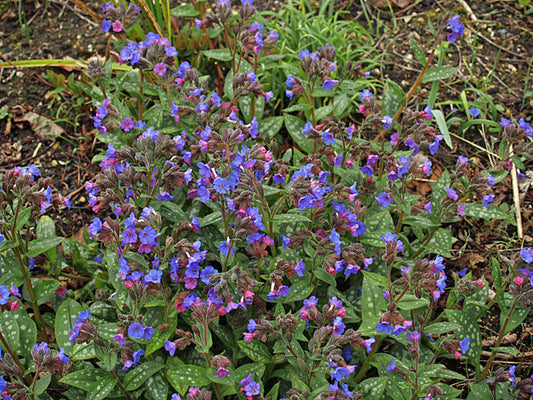 PULMONARIA seedling EE1