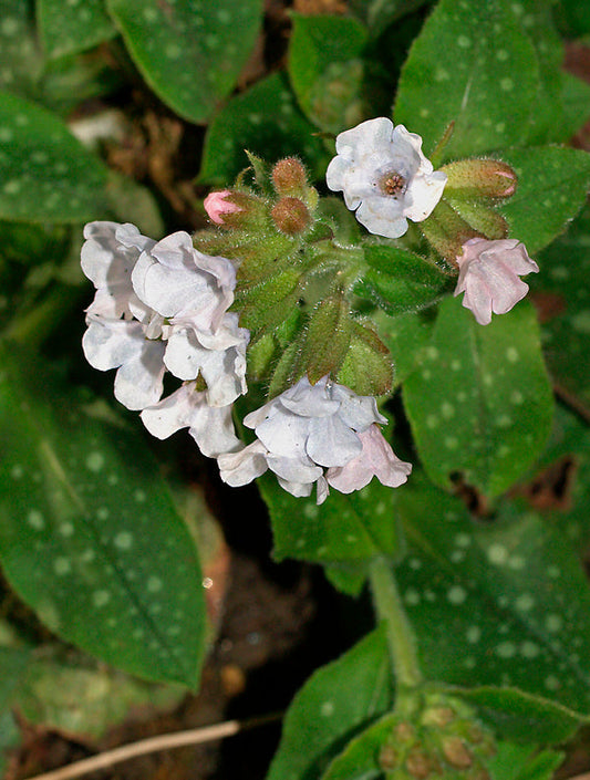 PULMONARIA 'GLACIER'