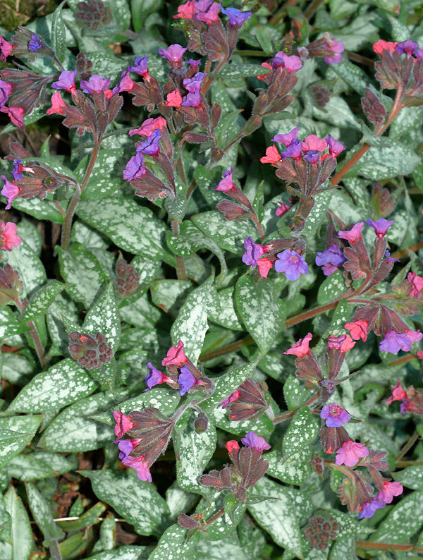 PULMONARIA 'MARY MOTTRAM'