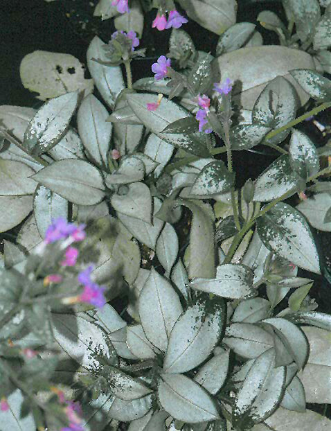 PULMONARIA 'MAJESTÉ'