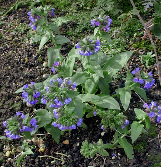 PULMONARIA MOLLIS