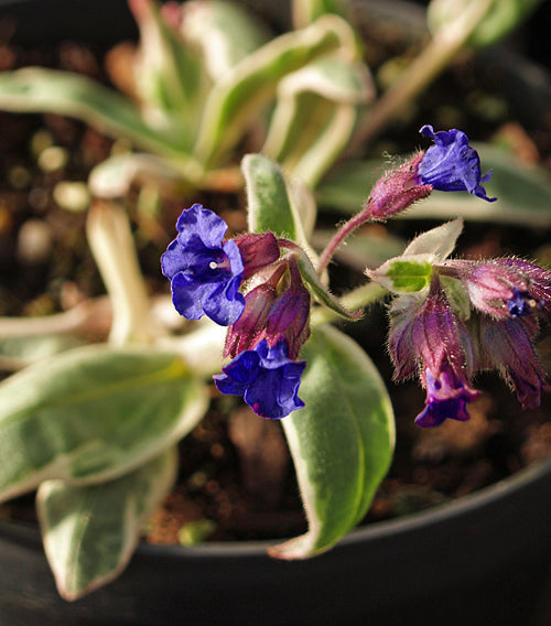 PULMONARIA 'OPEN SKIES'