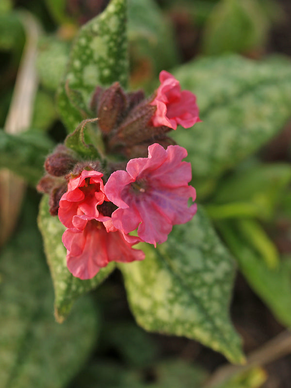 PULMONARIA 'PINK HAZE'