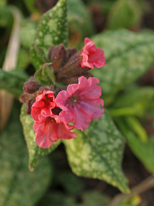 PULMONARIA 'PINK HAZE'