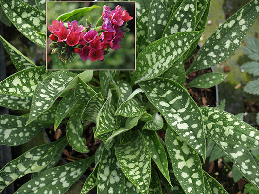 PULMONARIA 'RASPBERRY SPLASH'