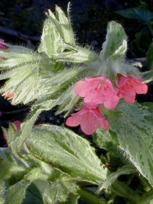 PULMONARIA RUBRA 'RACHEL VERNIE'