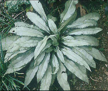 PULMONARIA 'SILVER SURPRISE'