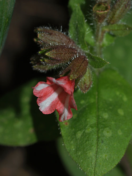 PULMONARIA 'VALERIE CAESAR'