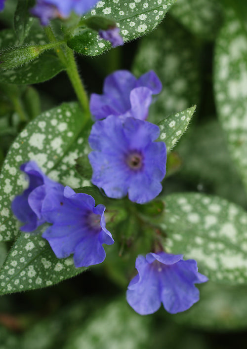 PULMONARIA 'NIMES'