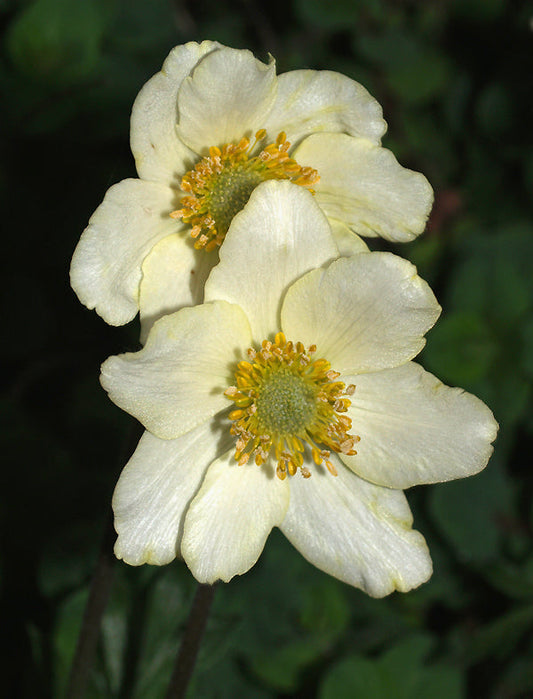 PULSATILLA ALPINA subsp.APIIFOLIA