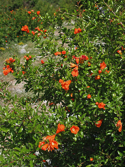 PUNICA GRANATUM var.NANA