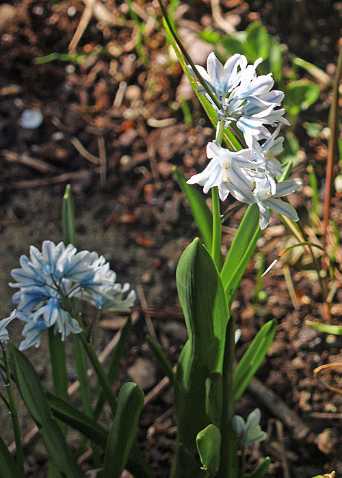PUSCHKINIA SCILLOIDES var.LIBANOTICA