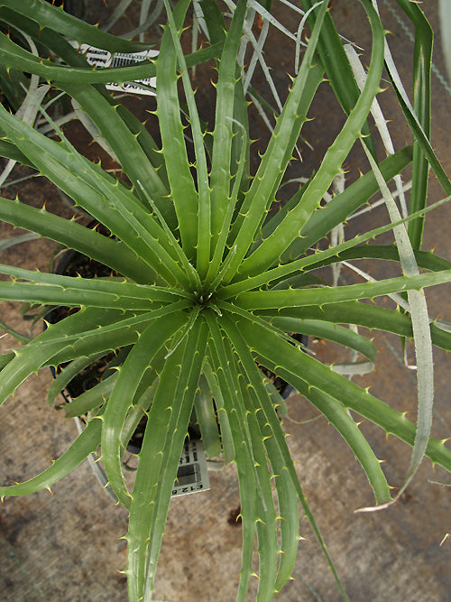 PUYA BERTEROANA