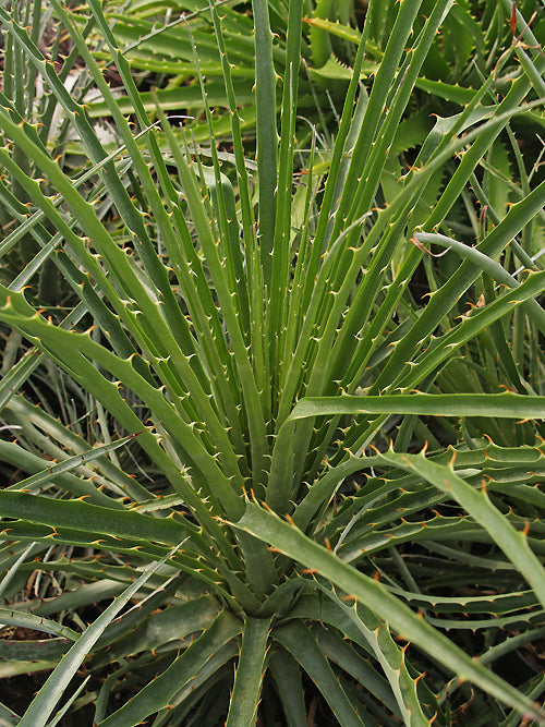 PUYA CHILENSIS