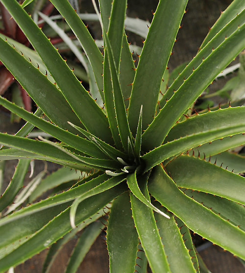 PUYA DYCKIOIDES