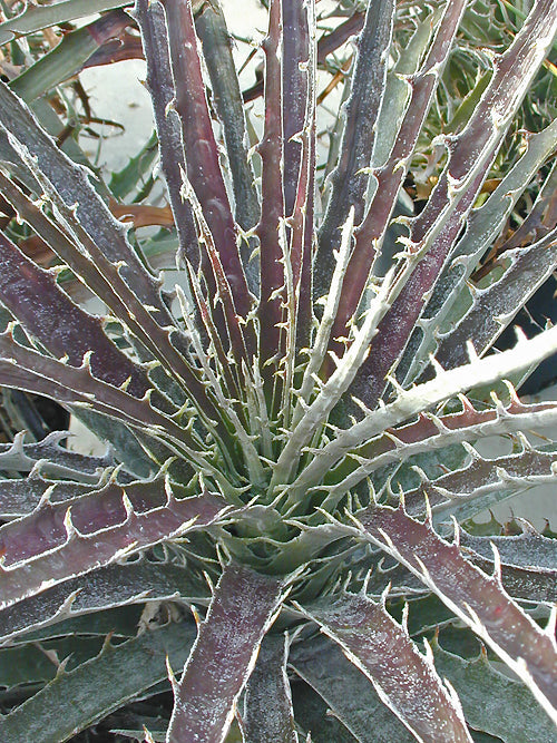 PUYA GILMARTINIAE F&W 8697