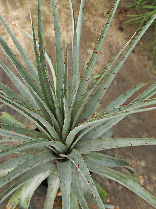 PUYA SP. RH 1809
