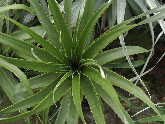 PUYA SP. RH 2910A