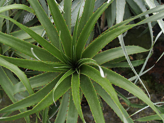 PUYA SP. RH 2910A